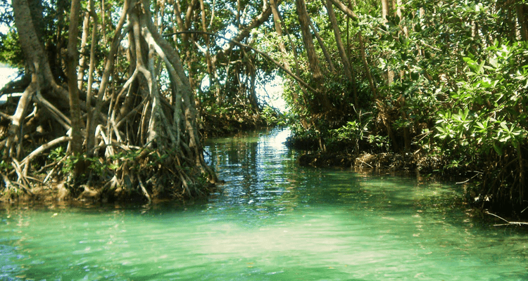 La importancia de conservar el manglar