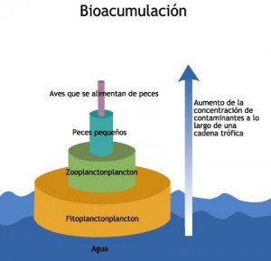 Bioacumulacion